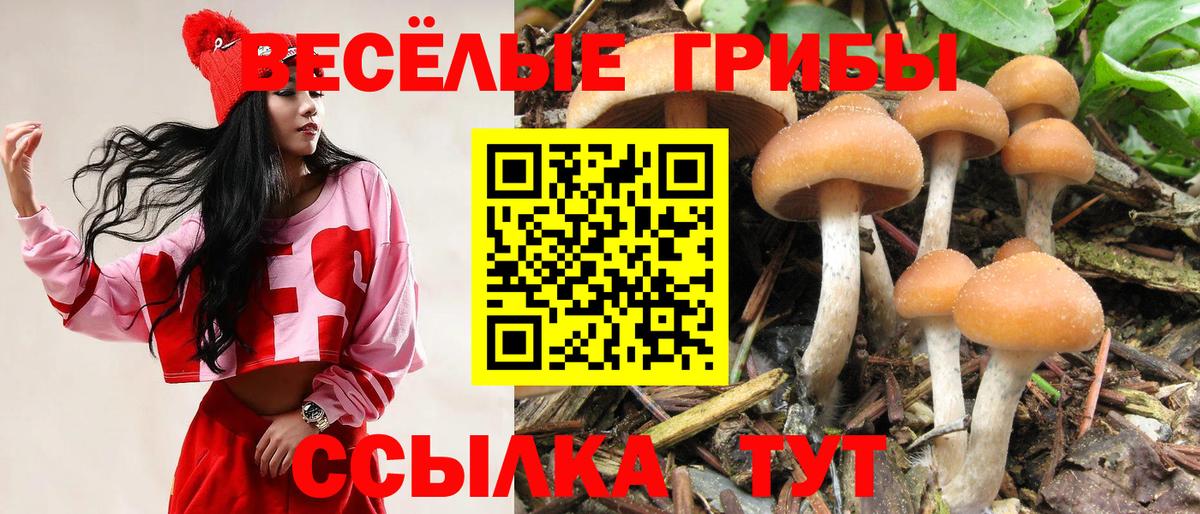 Псилоцибиновые грибы Cubensis Малгобек